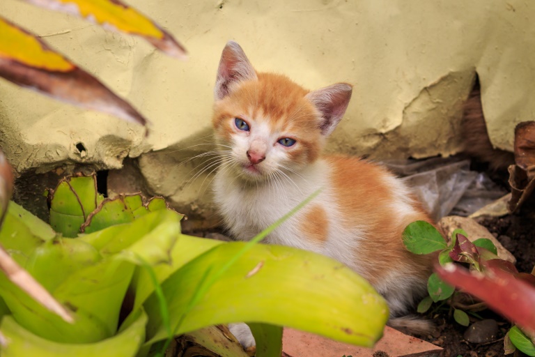 Punta Cana Ausflug | Einheimische Familie - Katze