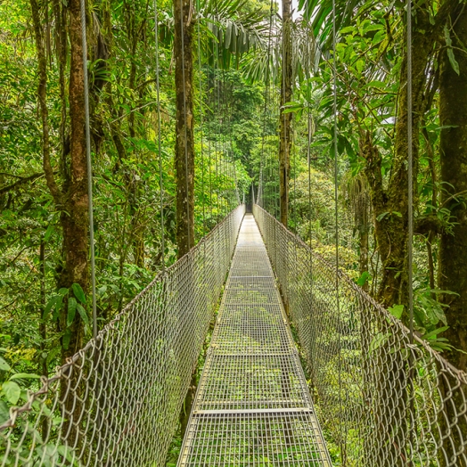 Das Biologische Reservat Monteverde liegt nordwestlich von San José in der Cordillera de Tilarán; Copyright dmitriy_rnd