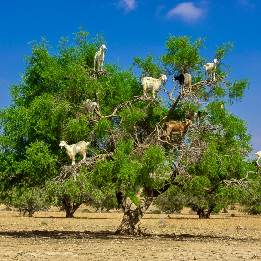 Auf Arganbäumen kletternde Ziegen sind ein beliebtes Fotomotiv in Marokko; Copyright aerostato