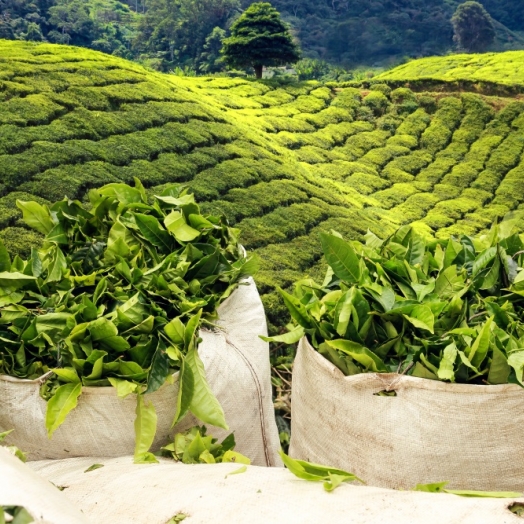 Teeplantage im Hochland bei Nuwara Eliya; Copyright santiago silver
