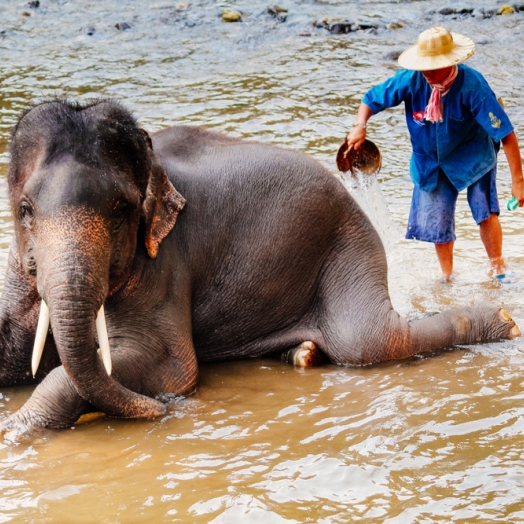 Asiatischer Elefant bei der Körperpflege im Mae Sa Elefantencamp